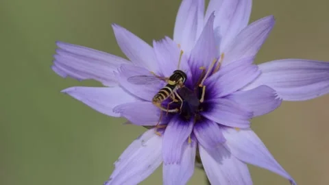 Hoverfly Sphaerophoria scripta Pollinating a Cupid's Dart Flower Stock Footage 338012050