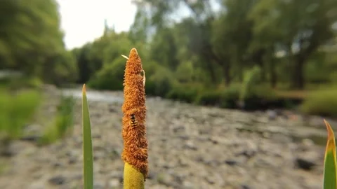 Hoverfly standing on a reed flower then standing on an exotic vet 's finger Stock Footage 157108324