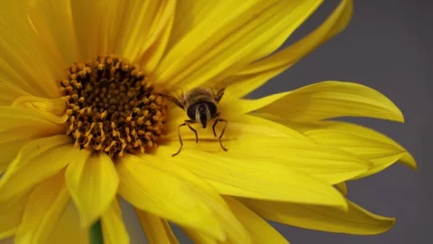 Hoverfly on a Sunflower: A close-up of nature's pollinator at work. Stock Footage 318543926