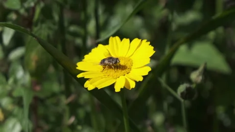 Hoverfly / syrphid insect feeding on nectar from a yellow daisy Stock Footage 130225289