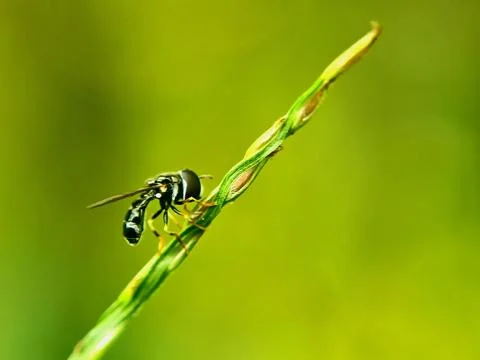 Hoverfly Syrphidae flower fly macro closeup plant biology scientific study Stock Photos