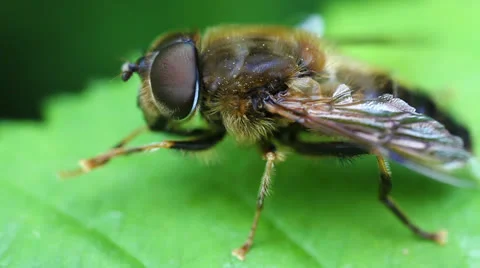 Hoverfly - Syrphidae Stock-Footage 24631594