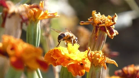 Hoverfly Syrphidae foraging on orange marigold flower, close-up Video stock 342404192