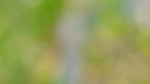Hoverfly (Syrphidae) Hovering in Mid Air 4K Slow Motion Copy Space Stock Footage 346399833