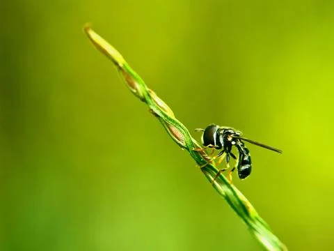 Hoverfly Syrphidae insect macro stem nature botany ecology research concept Stock Photos