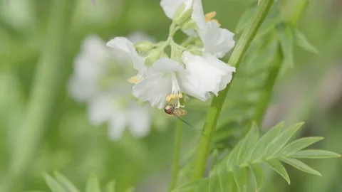 Hoverfly (Syrphidae) on Jacob's ladder (Polemonium caeruleum). Video stock 314271452
