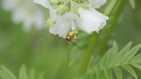 Hoverfly (Syrphidae) on Jacob's ladder (Polemonium caeruleum). Stock-Footage 314273022