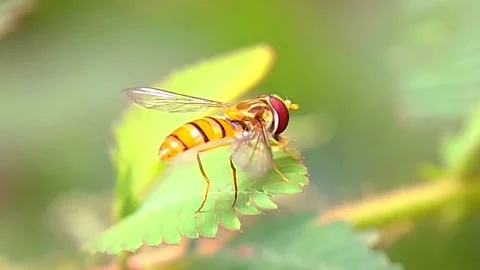 Hoverfly (Syrphidae) Perching on Green Leaf 2K Slow Motion Stock Footage 346303968