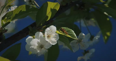 Hoverfly Syrphidae sitting on green leaf near white cherry blossoms Prunus in Stock Footage 331943203