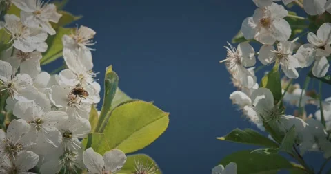 Hoverfly Syrphidae sitting on green leaf near white cherry blossoms Prunus in Stock Footage 331943594