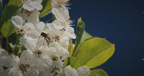 Hoverfly Syrphidae sitting on green leaf near white cherry blossoms Prunus in s Stock Footage 341147833