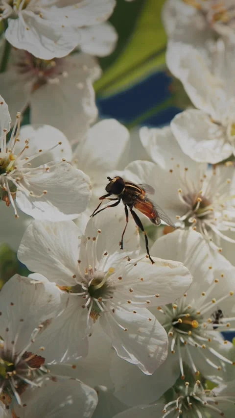 Hoverfly Syrphidae sitting on green leaf near white cherry blossoms Prunus in Stock Footage 341363067