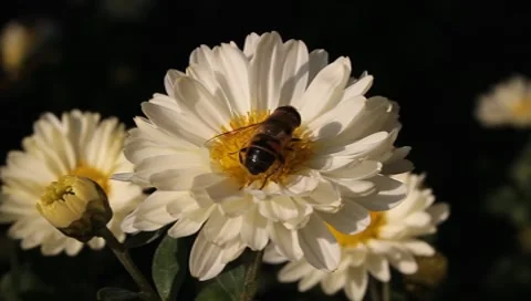 Hoverfly, Syrphus opinator Video stock 9444119