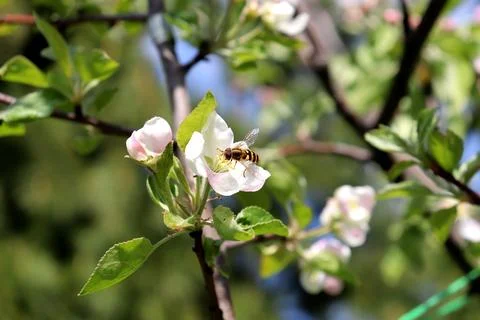 Hoverfly Syrphus ribesii pollinates a white apple blossom Stock Photos