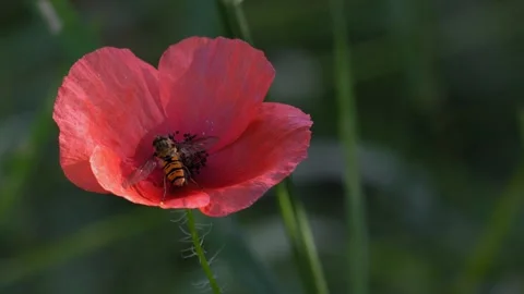 Hoverfly Taking Off from a Red Poppy Flower in a Meadow 4K Nature Footage Stockbeeldmateriaal 336976336