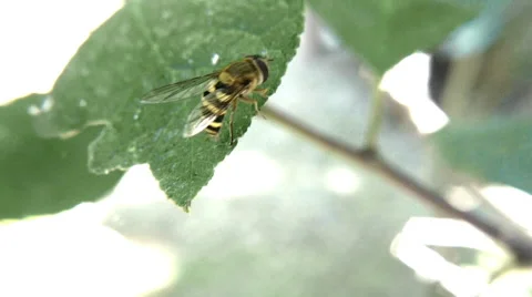 Hoverfly on the tip of a leaf Video stock 40118204