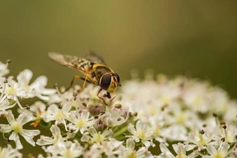 Hoverfly on top of wildflowers Stock Photos