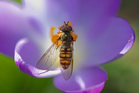Hoverfly on violet crocus Stock Photos