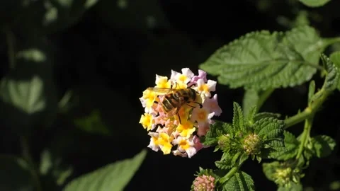 Hoverfly visit flowers to drink nectar Stock Footage 204919670