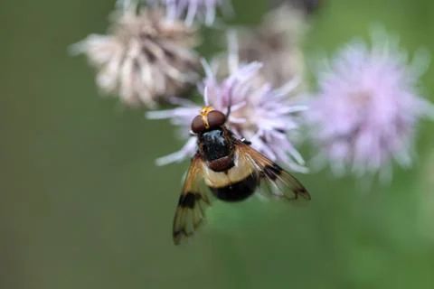 The Hoverfly Volucella pellucens Stock Photos