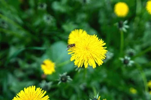A hoverfly (wasp mimic) perched on a yellow dandelion flower, showcasing natu Stock Photos