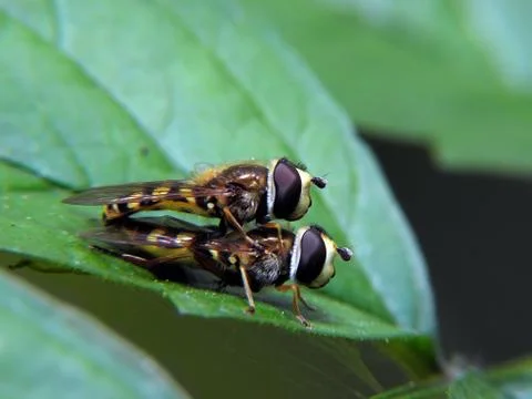 Hoverfly wedding. Stock Photos