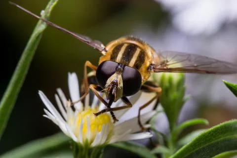 Hoverfly on White Aster Portrait Stock Photos
