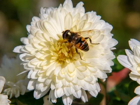 Hoverfly on white chrysanthemum Stock Photos