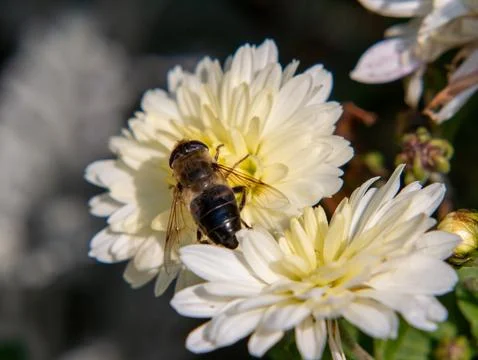 Hoverfly on white chrysanthemum Stock Photos