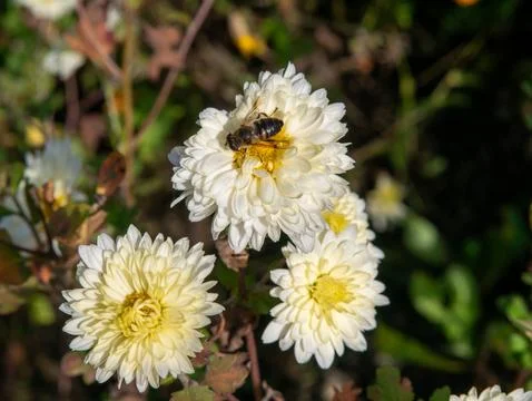Hoverfly on white chrysanthemum Stock Photos