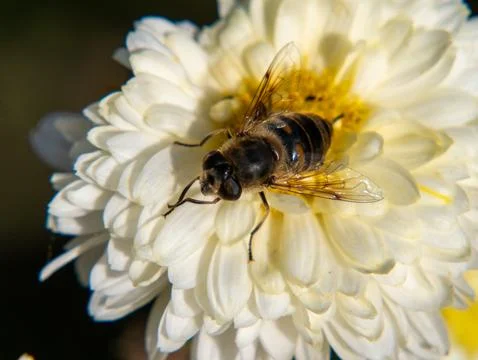 Hoverfly on white chrysanthemum Stock Photos