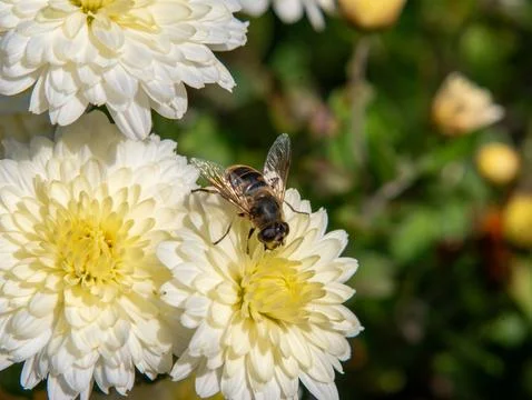 Hoverfly on white chrysanthemum Stock Photos