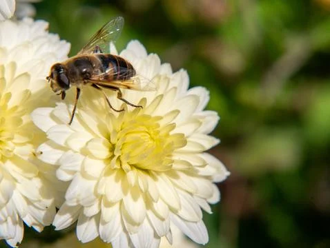 Hoverfly on white chrysanthemum Stock Photos
