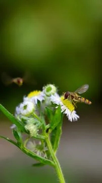 Hoverfly on White Daisy Flower Close-Up Stock Photos