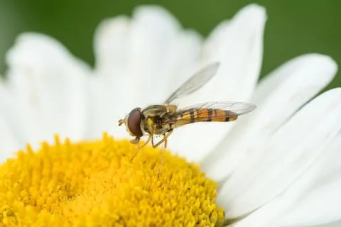Hoverfly in white daisy flower Foto stock
