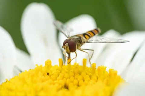 Hoverfly in white daisy flower Stock Photos