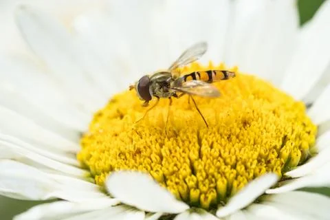 Hoverfly in white daisy flower Stock Photos