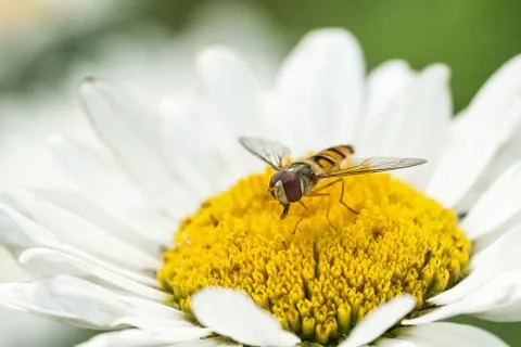 Hoverfly in white daisy flower Foto stock