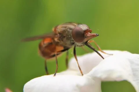 Hoverfly on white flower Stock Photos