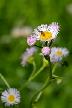 Hoverfly On Wildflower Stock Photos