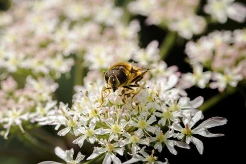 Hoverfly on wildflowers Stock Photos
