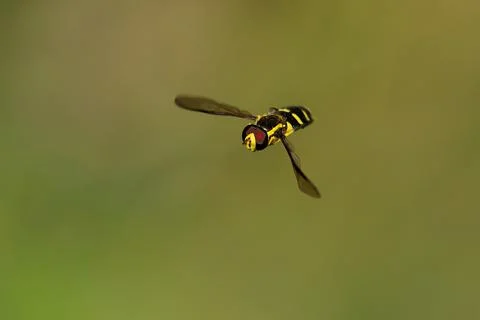 Hoverfly Xanthogramma pedissequum uncommon species is present in most of Euro Stock Photos