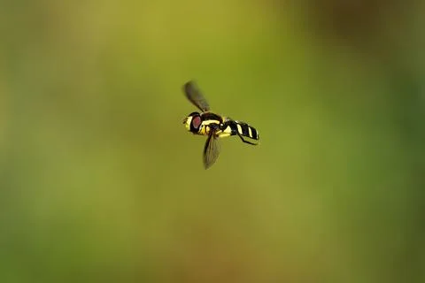 Hoverfly Xanthogramma pedissequum uncommon species is present in most of Euro Stock Photos