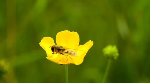 Hoverfly on yellow buttercup flower Stock Footage 7908865