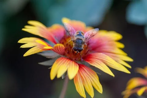 Hoverfly on yellow dandelion flower Stock Photos