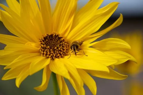 Hoverfly on Yellow Flower Close-Up Stock Photos