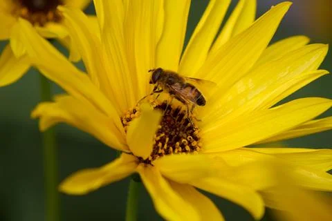 Hoverfly on a Yellow Flower. Macro shot capturing pollination. Stock Photos