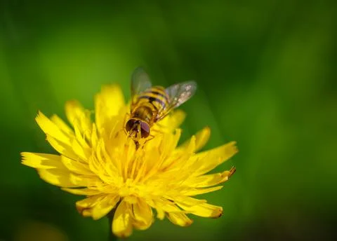 Hoverfly on yellow flower Stock Photos