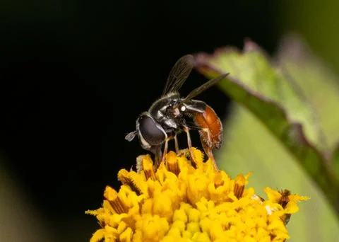 Hoverfly On Yellow Flower Stock Photos