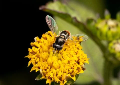 Hoverfly On Yellow Flower 스톡 사진